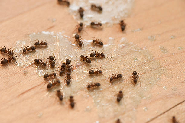 Best Termite Control Services  in Bethpage, NY